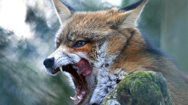 Θεσσαλονίκη: Η Ελλάδα στην επίσημη λίστα των χωρών χωρίς λύσσα