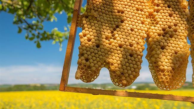 Ιωάννινα: Γιατί διαμαρτύρονται οι μελισσοκόμοι στην Περιφέρεια Ηπείρου