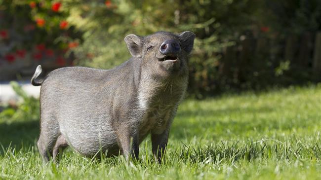Τα κράτη μέλη διατηρούν το δικαίωμα να επιβάλουν υποχρεωτική αναισθητοποίηση πριν από τη σφαγή