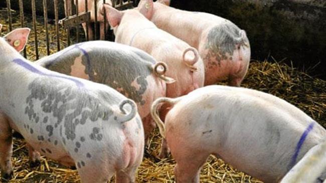 Η Αφρικανική Πανώλη "θέρισε" αγρόκτημα με 20.000 χοίρους στη Λετονία