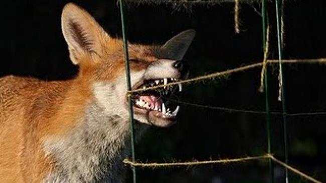 Έβρος: Έναρξη προγράμματος εμβολιασμών της άγριας πανίδας για προστασία έναντι του ιού της λύσσας