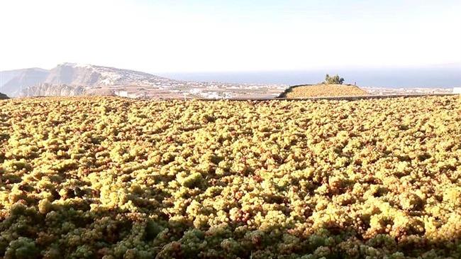 Χαλκιδική: Ολοκληρωμένο σχέδιο για τον οινοτουρισμό παρουσιάζει ο δήμος Αριστοτέλη