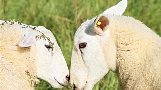 ΟΠΕΚΕΠΕ: 30 εκατ. ευρώ για την ενίσχυση των αιγοπροβατοτρόφων