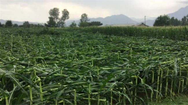 Δήμος Πλατανιάς: Αναγγελία για ζημιές από ανεμοθύελλα