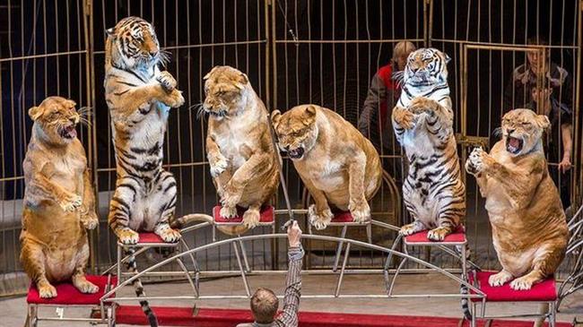 Η Γαλλία βάζει τέλος στην αιχμαλωσία άγριων ζώων στο τσίρκο