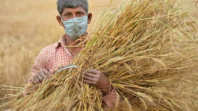 Γιατί αγρότες και πολιτικοί της Ινδίας αντιτίθενται στις νέες γεωργικές μεταρρυθμίσεις;