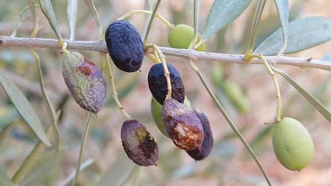 Χίος: Συνεργεία δακοκτονίας στη Δημοτική Κοινότητα