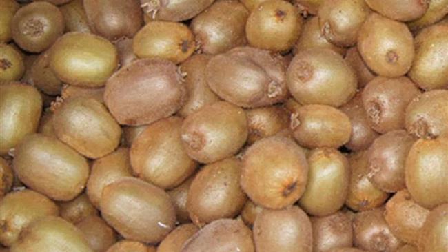 Εγκαινιάστηκε ψυγείο - συσκευαστήριο ακτινιδίου στον Πυργετό