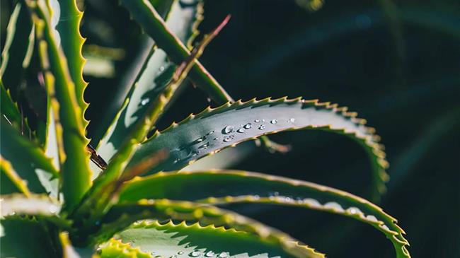 Κρήτη: Η «Κίρκη» σάρωσε τις καλλιέργειες προκαλώντας ανυπολόγιστες ζημιές