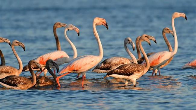 Σκότωσαν φλαμίνγκο στο Κοτύχι