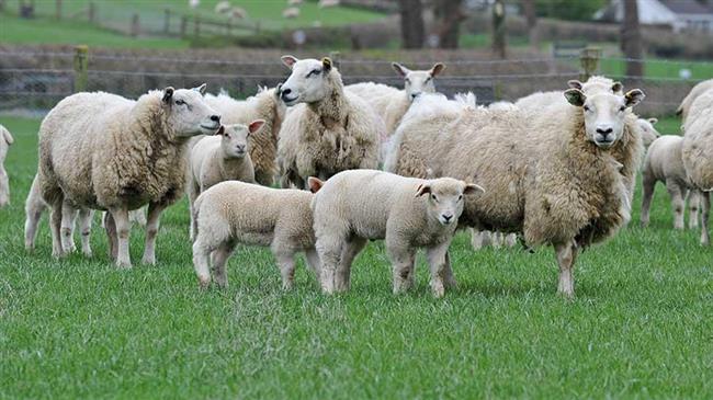 "Στοπ" στα ζώα απο Ουγγαρία και Σλοβακία στην Κεντ. Μακεδονία λόγω αφθώδους πυρετού