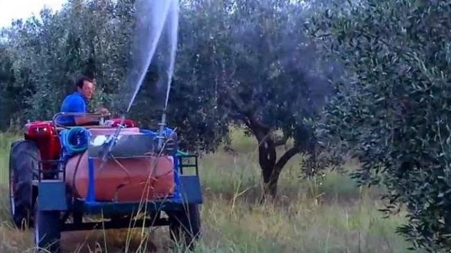 Πελοπόννησος: Πίστωση για τις δαπάνες δακοκτονίας