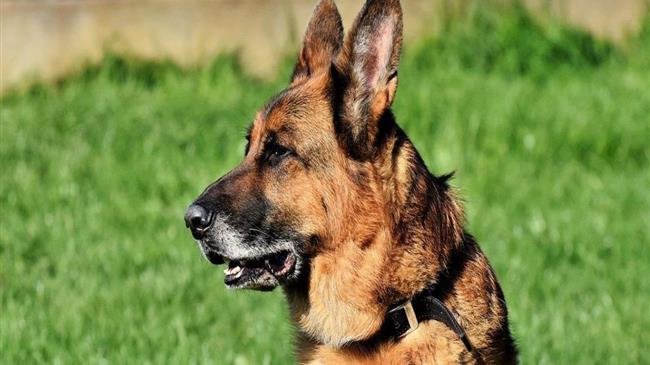 Αποζημίωση και διατροφή για σκύλο που τραυματίστηκε σε τροχαίο στην Κρήτη