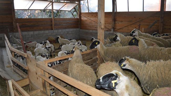 The European Parliament sends a signal of confidence to European livestock farmers when it comes to the enforcement of on-farm animal welfare