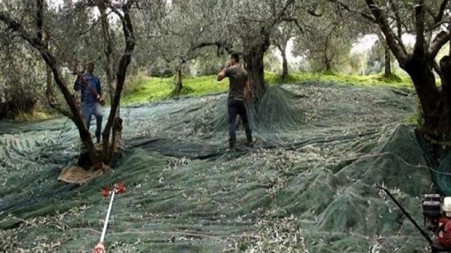 Έως 27/11 η υποβολή αιτήσεων από τους ελαιοπαραγωγούς που επλήγησαν από την πανδημία του κορονοϊού