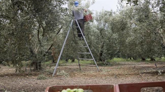 Χαλκιδική: 15.000 άνεργοι στα μητρώα του ΟΑΕΔ αλλά αναζητούν… 5.000 εργατικά χέρια για την συγκομιδή της ελιάς