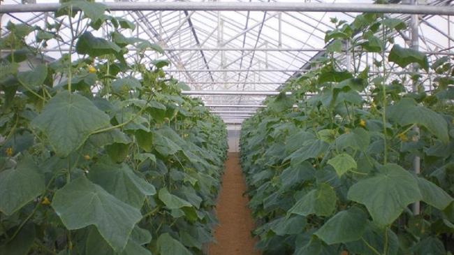 Ο Αγροτικός Σύλλογος Φιλιατρών ζητά να αποζημιωθούν οι θερμοκηπιακές καλλιέργειες όπως στην Κρήτη