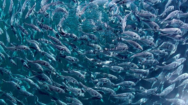 Εκτινάχθηκαν οι εξαγωγές ελληνικών ψαριών στα Εμιράτα