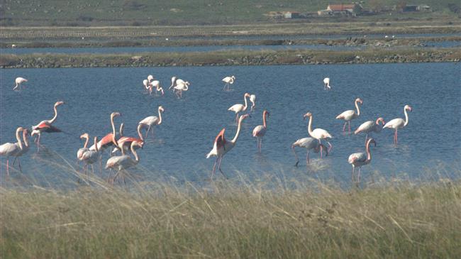 Λέσβος: Στόχος να καταστεί διεθνές κέντρο ορνιθοπαρατήρησης