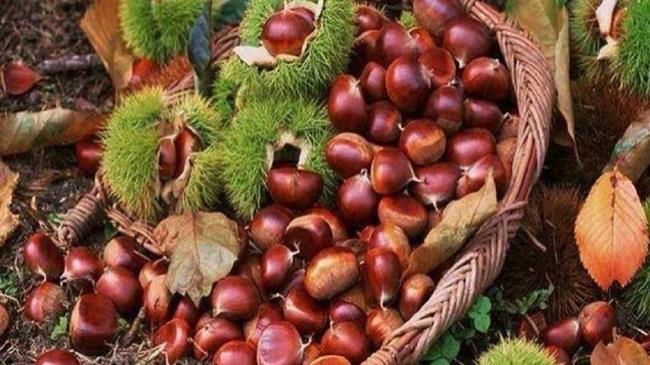 SOS από τους καστανοπαραγωγούς Πηλίου: Μειωμένη η φετινή παραγωγή λόγω ανομβρίας