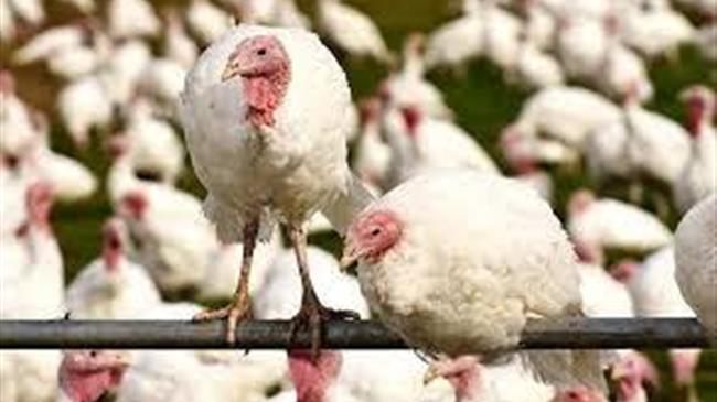 Η γρίπη των πτηνών "απειλεί" την Ευρώπη