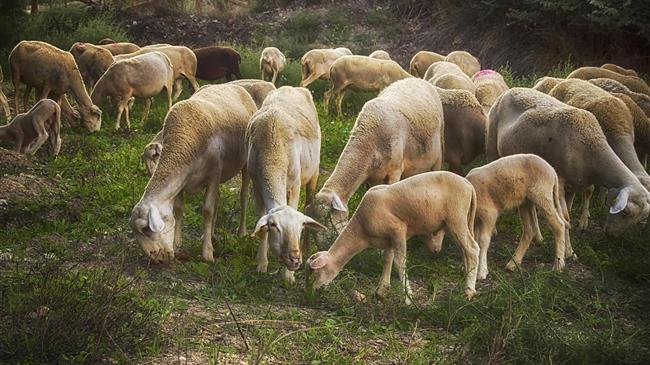 Στις 15 Δεκεμβρίου ξεκινούν οι αιτήσεις για τη γενετική βελτίωση ζώων