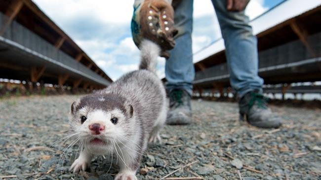 Φιλοζωική & Περιβαλλοντική Ομοσπονδία: Συνδέεται ο κορονοϊός με τα μινκ;