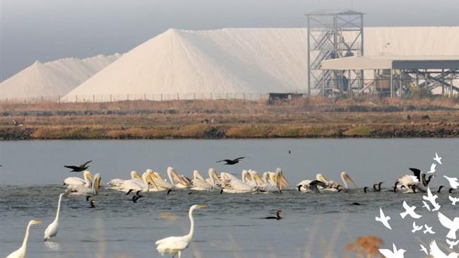Εξορμήσεις παρατήρησης πουλιών στον υδροβιότοπο της Καλλονής