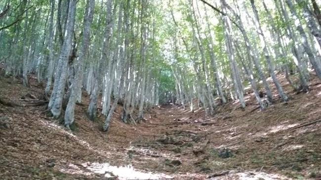 Σκρέκας: «Με το Εθνικό Δίκτυο Μονοπατιών αναδεικνύουμε τον δασικό και πολιτιστικό πλούτο μας»