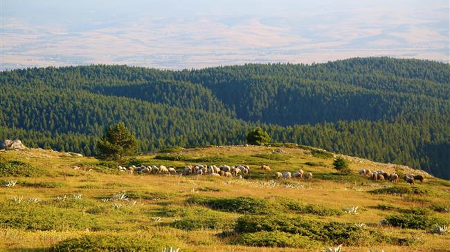 Πώς θα κατανεμηθούν τα 89 εκατ. ευρώ στους κτηνοτρόφους