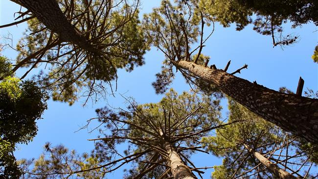 Εξαρτάται η αύξηση του πευκόμελου από τους "εμβολιασμούς" πεύκων;