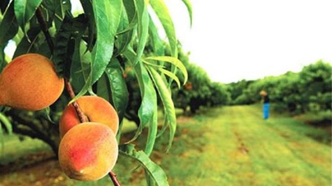 Αίτημα για αποζημιώσεις από δενδροκαλλιεργητές Ημαθίας και Πέλλας