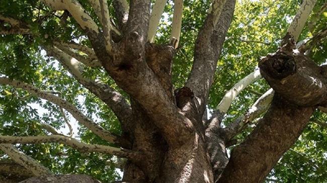 Ήπειρος: Κόβουν τα πλατάνια όταν αρρωστήσουν