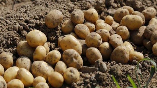 Πέλλα: Αποζημίωση του συνόλου των πατατοπαραγωγών - Η δέσμευση Βορίδη