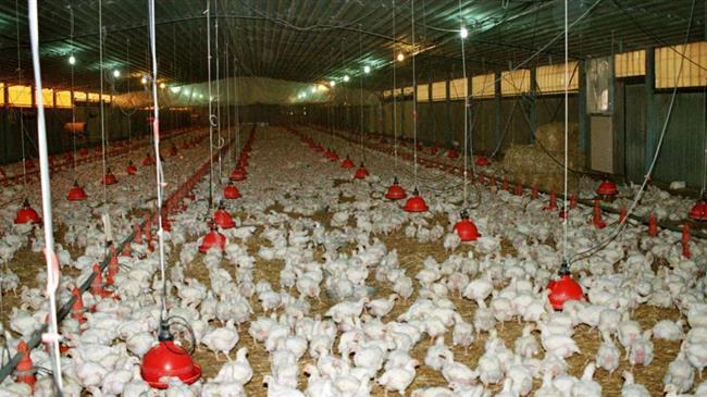 Οι κατασκευαστές εμβολίων προετοιμάζονται για τη γρίπη των πτηνών