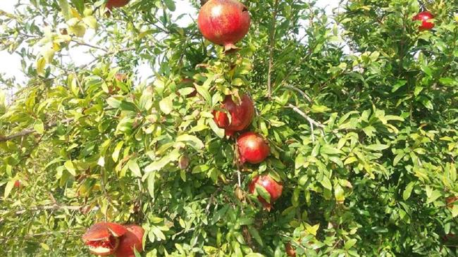 Ξεκινά η συγκομιδή ροδιών με «πρωταθλήτρια» την Δράμα – Άνοδος στις τιμές, στο 60% οι εξαγωγές