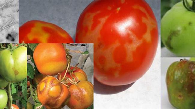 Ενημερωτικές συγκεντρώσεις για την ίωση Καστανής Ρυτίδωσης σε καρπούς Τομάτας & Πιπεριάς