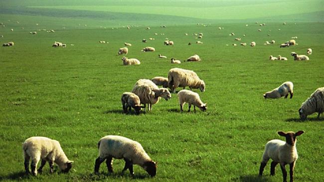 Στη Διαύγεια το έργο των συμβάσεων για τα Διαχειριστικά Σχέδια Βόσκησης