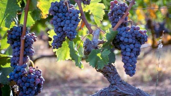 Ξινόμαυρο:  Η ελληνική «ποικιλία – πρεσβευτής»