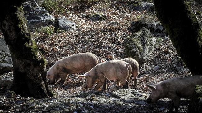 Αϊτή: Αντιμέτωπη με το πρώτο ξέσπασμα αφρικανικής πανώλης των χοίρων εδώ και 37 χρόνια