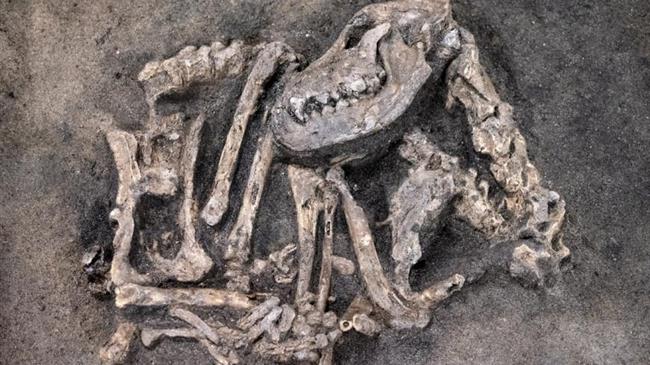 Σκύλος 8.400 ετών βρέθηκε θαμμένος μαζί με το αφεντικό του στη Σουηδία