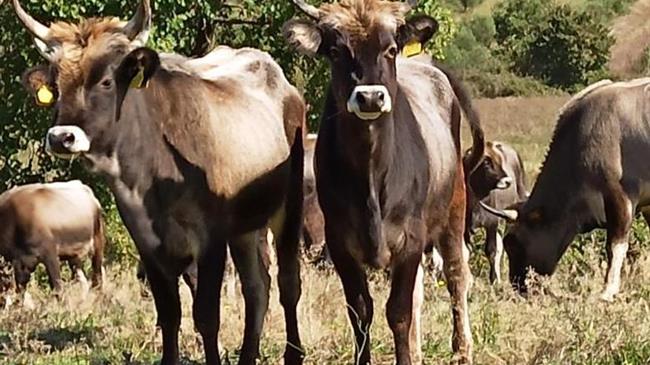 Η «Μελισσώ η Στεφανοκέρατη» μια Κατερινιώτισσα … νύμφη στα Τρίκαλα