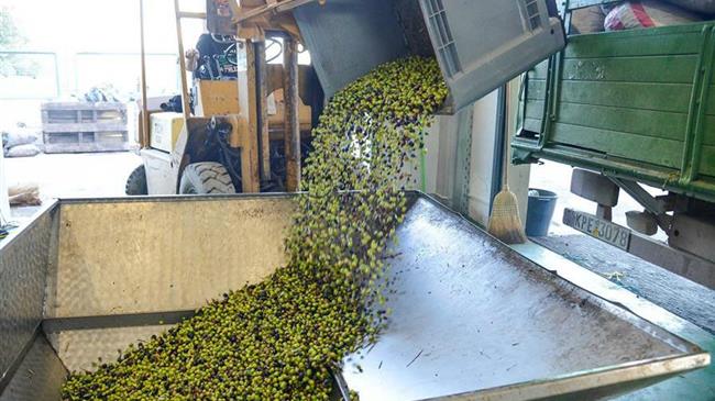 Η Ισπανία πλησιάζει τους 1,45 εκατ. τόνους ελαιολάδου