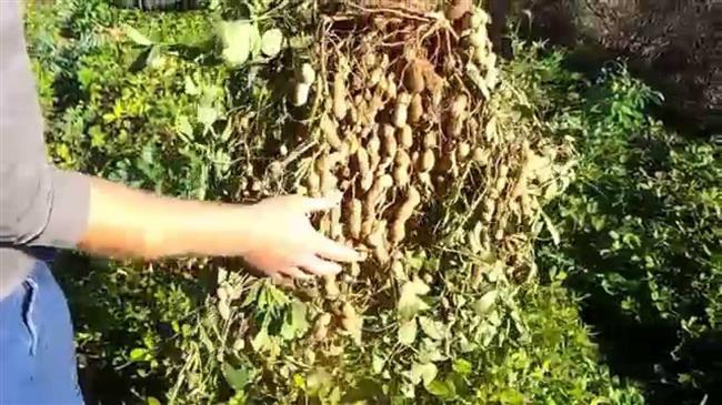 Μειωμένες αποδόσεις για την αραχίδα στη Μεσσηνία