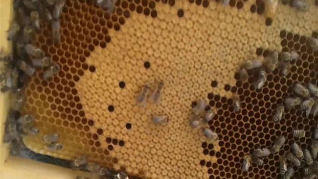 ΥΠΑΑΤ: Μέχρι 15 Ιουλίου οι αιτήσεις για τη δράση «Εξορθολογισμός της εποχιακής μετακίνησης μελισσοσμηνών»