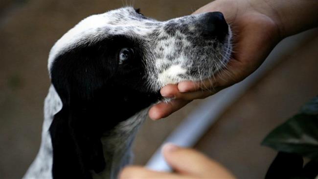 Dogs' Voice: Φιλοξενία και παροχή βοήθειας σε ζώα από τις πυρόπληκτες περιοχές