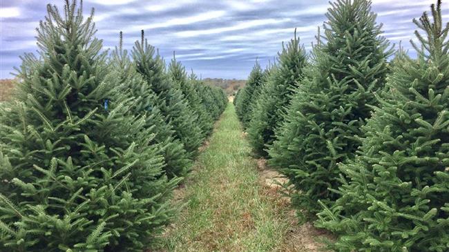ΓΓ Εμπορίου προς ελατοπαραγωγούς: Από 27/11 η υλοτόμηση, κοπή, μεταφορά Χριστουγεννιάτικων ελάτων