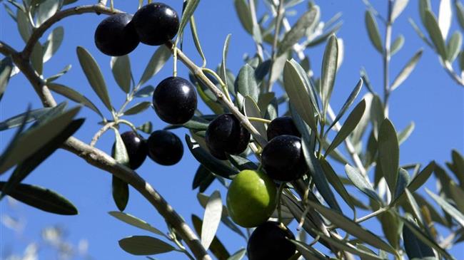 Ελιές Καλαμών: Αναβλήθηκε η εκδίκαση στο ΣτΕ