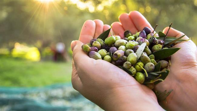 Μέχρι σήμερα η εκδήλωση ενδιαφέροντος ενίσχυσης σε επιχειρήσεις επεξεργασίας ελαιοκάρπου