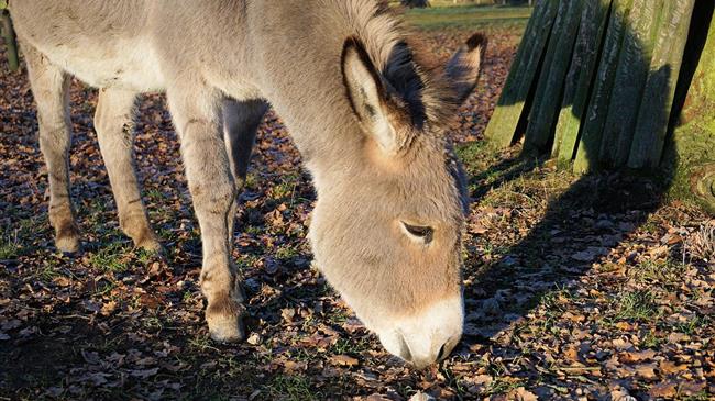 Η παραγωγή γάλατος όνου ως επιχειρηματική ιδέα